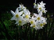 jonquilla tazetta italicus